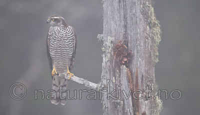 BB 11 0197 / Accipiter nisus / Spurvehauk